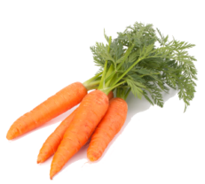 horse carrots