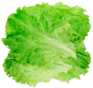 lettuce